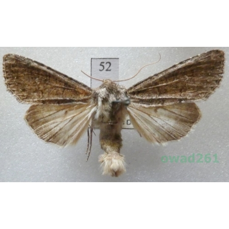 Sideridis turbida (Esper, 1790) Czech52